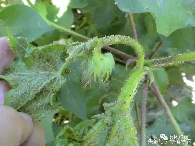 棉蚜治理,棉蚜严重怎么治
