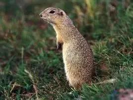 大辽人民竟然吃黄鼠狼，我真的醉了