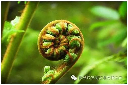 介绍新西兰特色的视频,新西兰植物