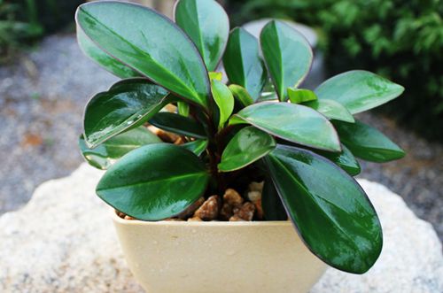 碧玉叶子上有小洞是什么原因,碧玉掉叶子是什么原因