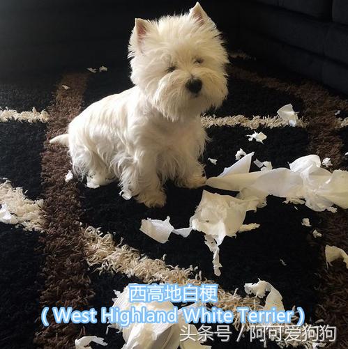 超级好看的大耳狗,短尾立耳狗