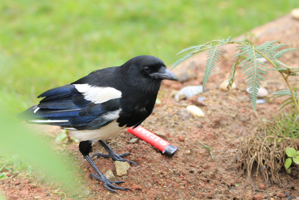 农村有什么稀奇古怪的东西,农村常见东西都有哪些