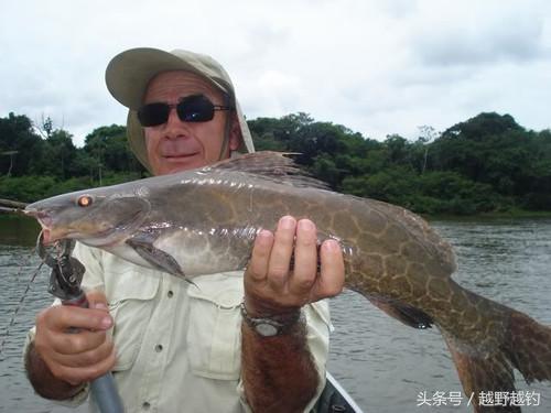 亚马逊钓鱼钓到最大的鱼,亚马逊钓到1吨的鱼
