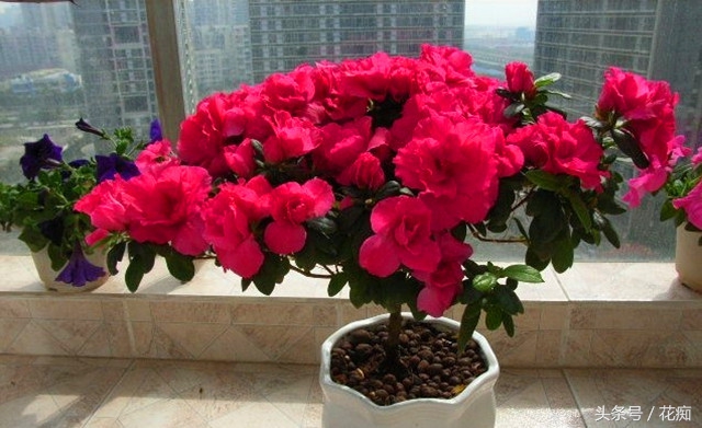 杜鹃花花朵发蔫,杜鹃花花苞未开就枯萎该怎么处理