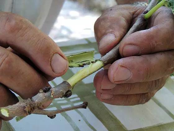 教你轻松完成果树、花木的嫁接，三种方法轻松掌握