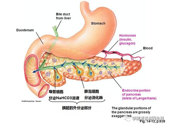 乔布斯几岁死于胰腺癌,乔布斯为什么不治胰腺癌