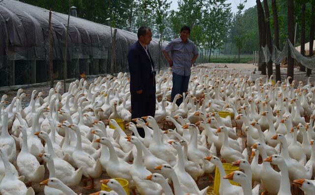 农村怎么养鹅创业挣钱,在农村养鹅需要哪些手续