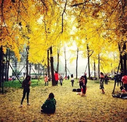 成都最后的银杏,成都附近最值得看的银杏