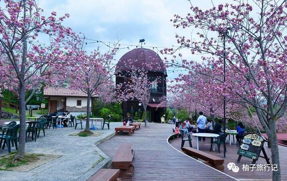樱花旅行记全集视频,樱花季日本14天旅游攻略