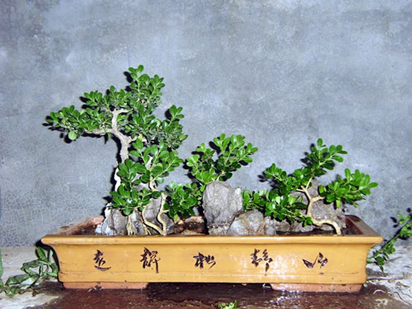 黄杨木盆景制作及养护方法分析,云南珍珠黄杨盆景熟桩养护方法