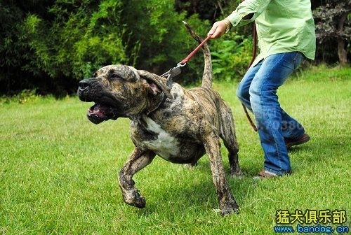 最忠诚的十大猛犬排行榜前十名,十大猛犬排行榜第一名是谁啊
