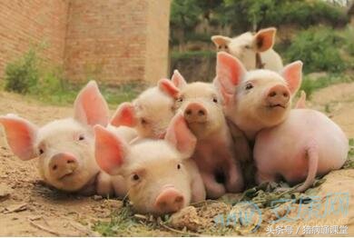 近期猪病口蹄疫情况如何,猪口蹄疫发病新特点及其防控要点