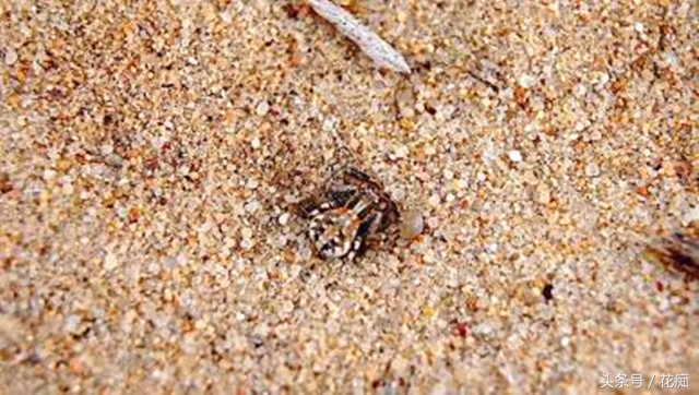 花土怎么才能养好花,花土怎么养才长得好