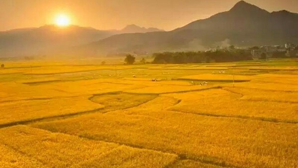 记忆中那片竹林,走进山林勾起的记忆