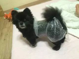 给狗狗洗澡的方法简单易学又省钱,学会这一招让狗狗乖乖听话