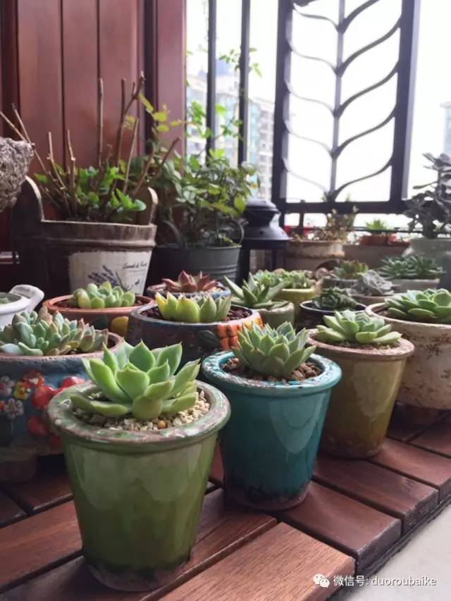 入肉坑,入坑一年半的新手养肉心得