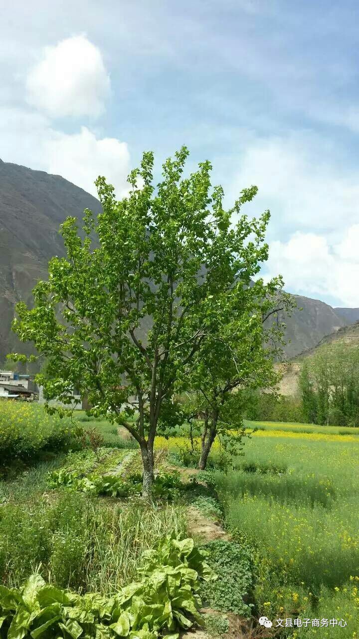 文县贾昌一个“胖子”变”瘦子“的过程