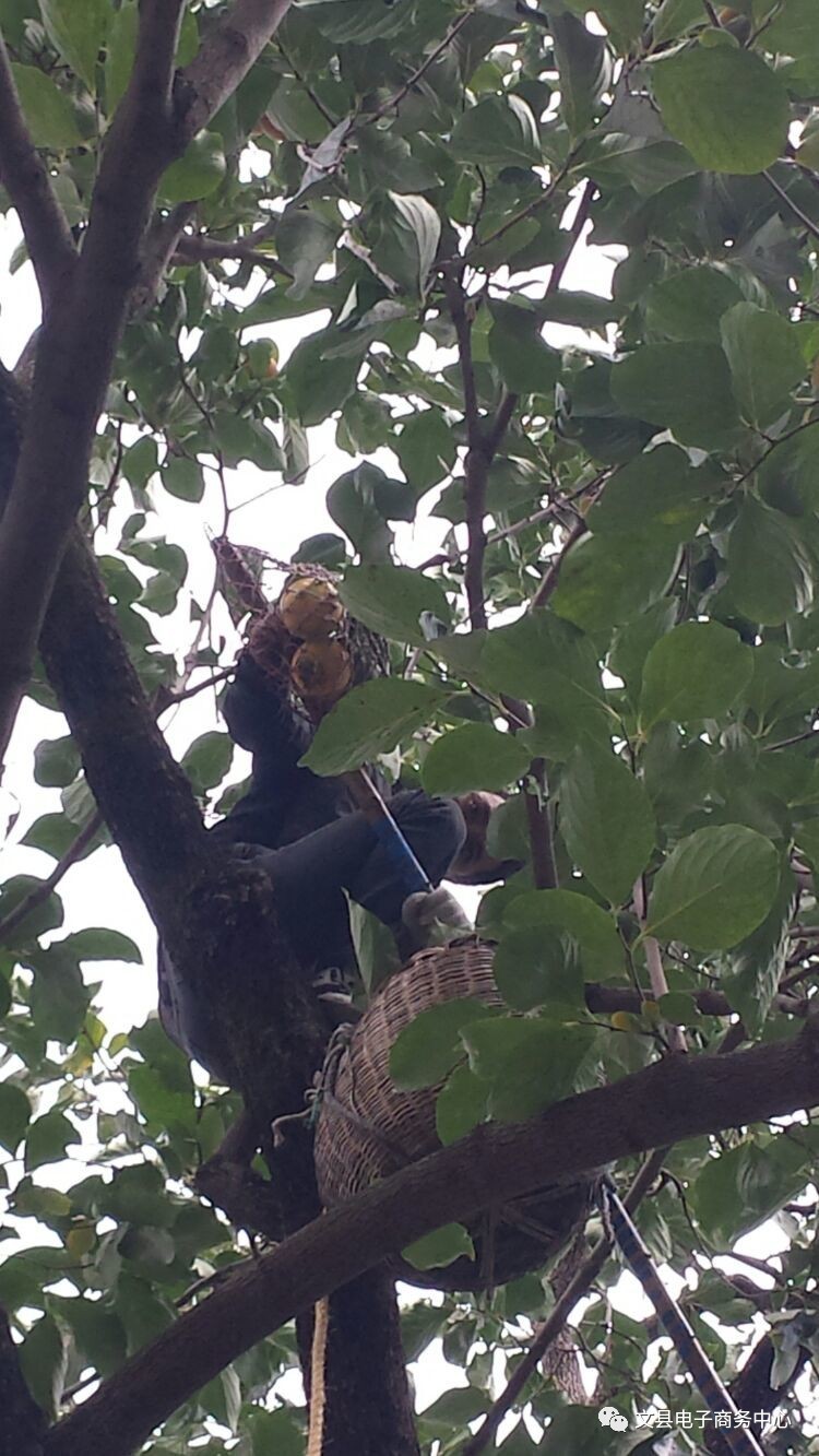 文县贾昌一个“胖子”变”瘦子“的过程