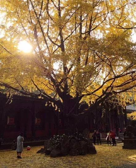 成都最后的银杏,成都附近最值得看的银杏