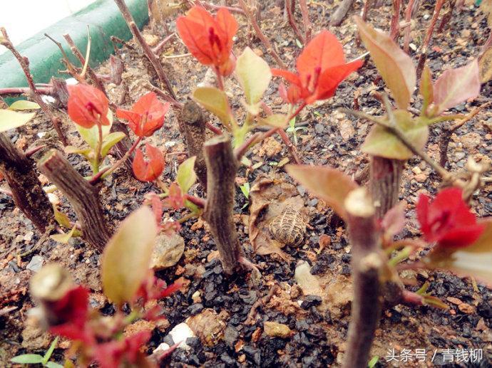 三角梅带根干枝如何栽培,如何让三角梅枝条木质化