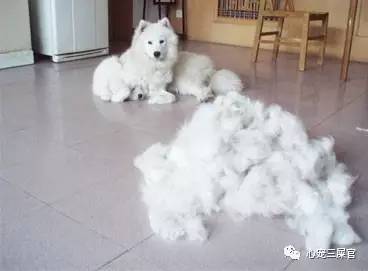 最不爱干净的宠物,最不爱掉毛的宠物