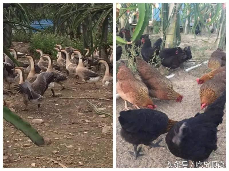 顺德有一家农庄,广东顺德生态农庄