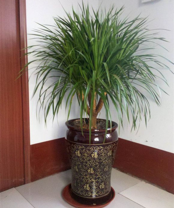 龙血树烂心修剪多久可以复活,龙血树怎么修剪长高