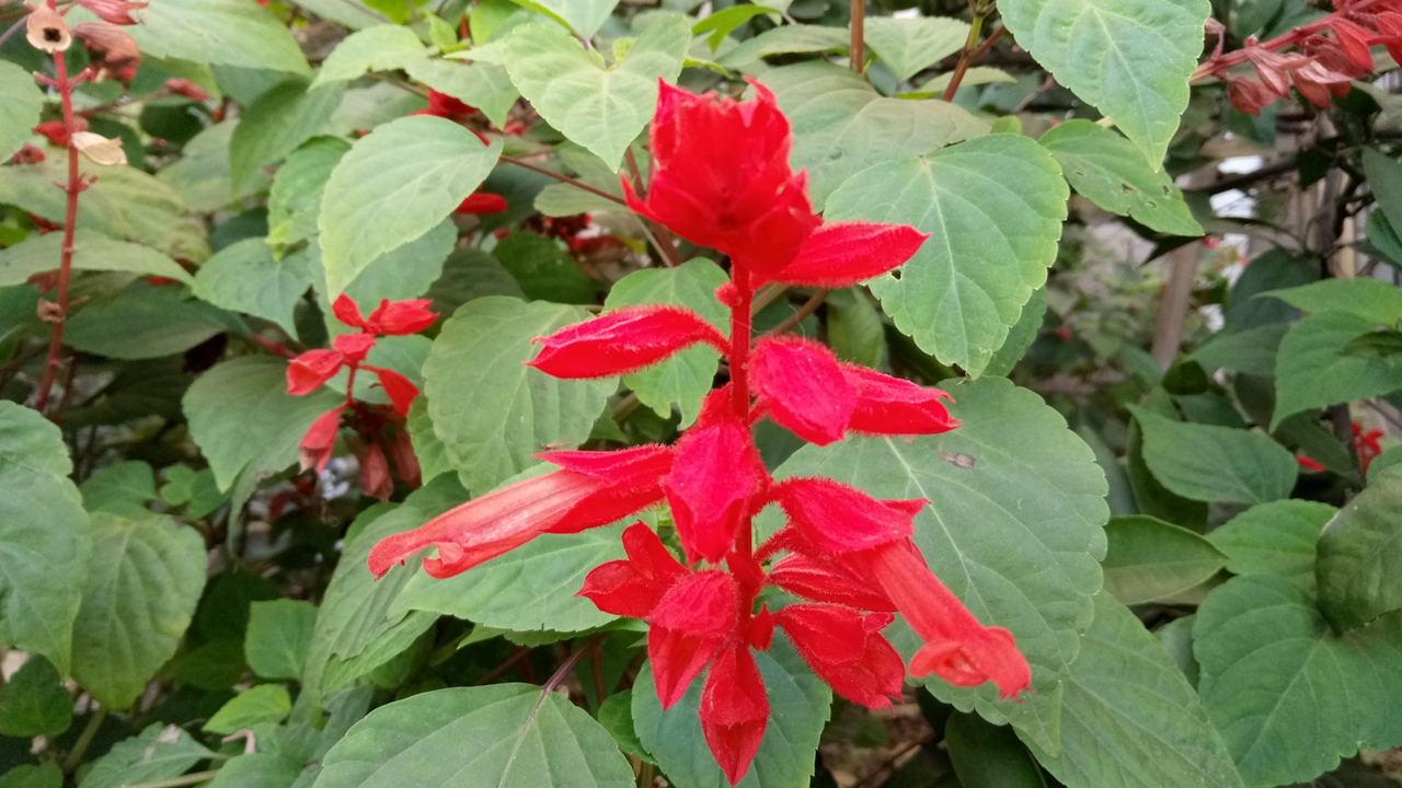 诺基亚消失了吗,诺基亚失掉的辉煌