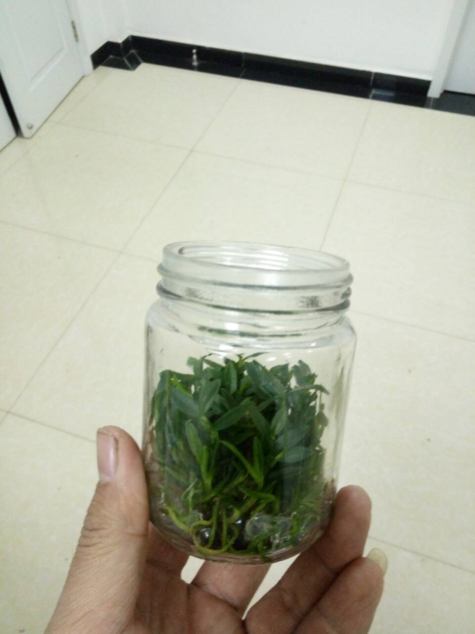 铁皮石斛的种植方法大全,铁皮石斛繁殖方法