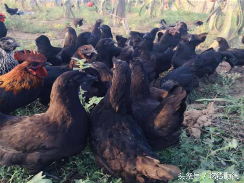 顺德有一家农庄,广东顺德生态农庄