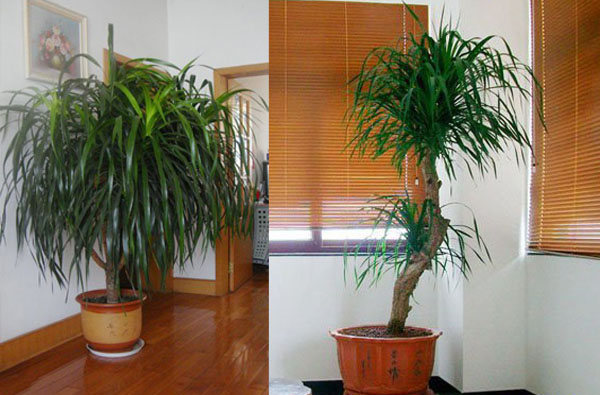 龙血树烂心修剪多久可以复活,龙血树怎么修剪长高