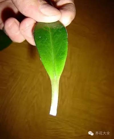 快死的花埋沙里能救活吗,快死的花