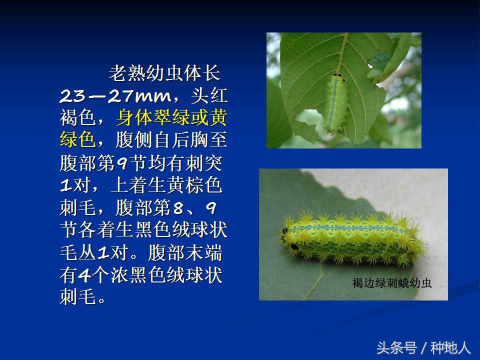 会吃叶子的虫子有哪些,哪些虫子爱吃树叶虫