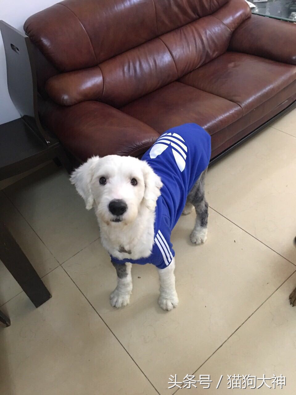 没想到捡到的流浪狗这么聪明懂事,偶然发现的流浪狗