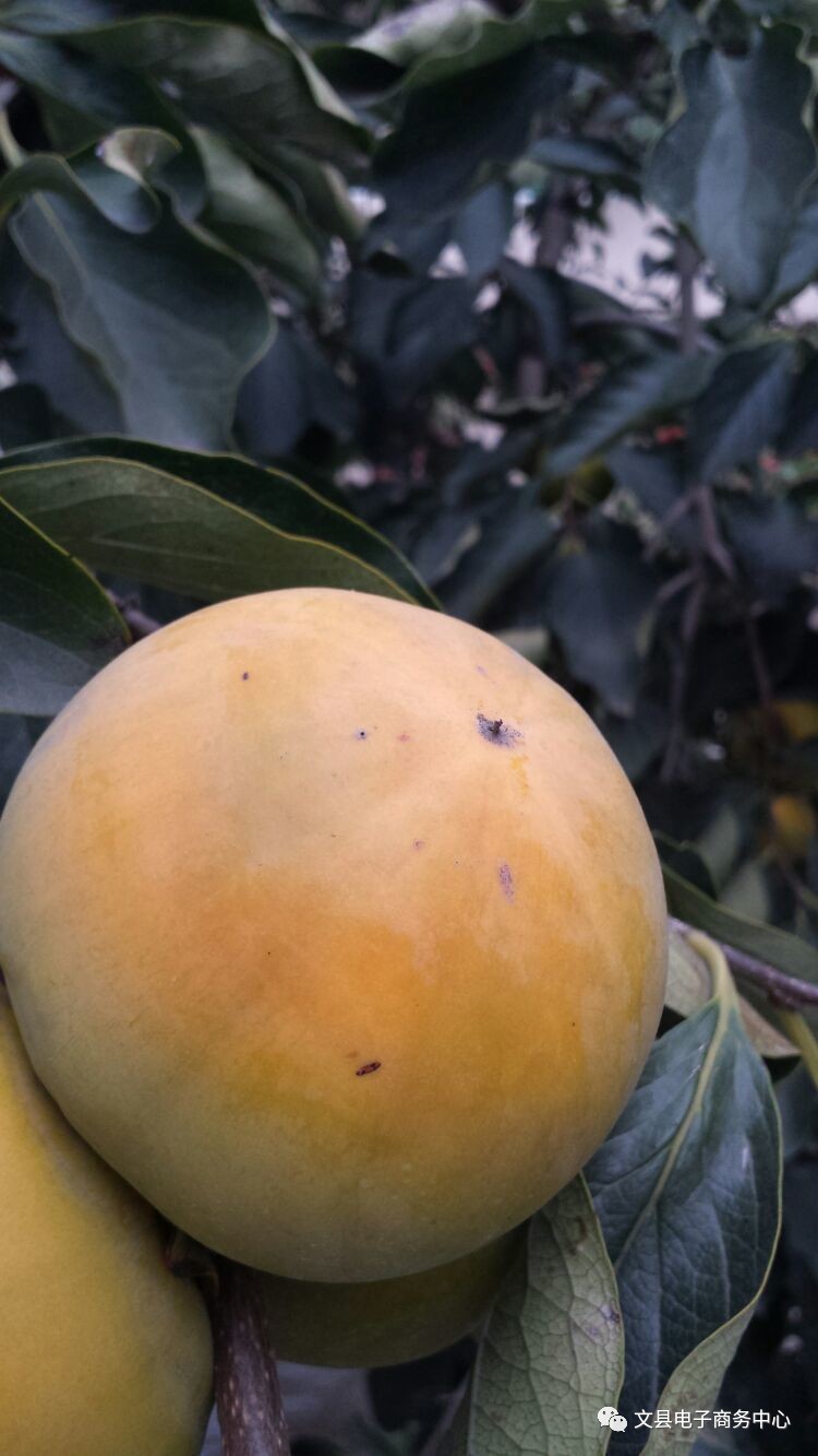 文县贾昌一个“胖子”变”瘦子“的过程