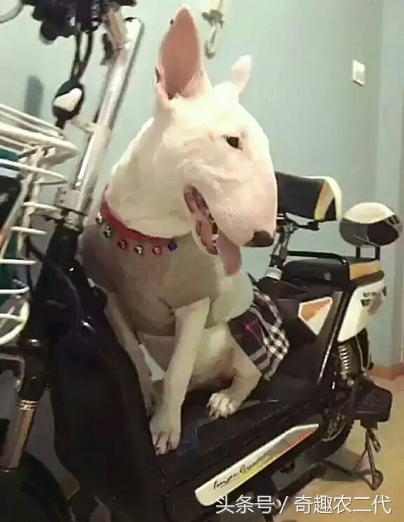 德国黑背犬攻击性,德国黑背犬厉害么