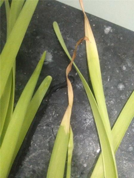 水仙不够绿怎么办,水仙养土里不开花怎么回事