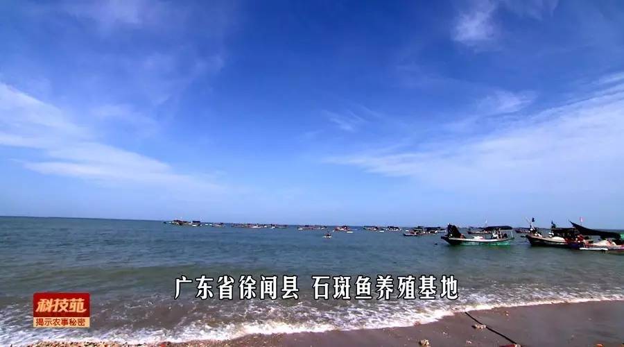 如何区分水产品是否加孔雀石绿,孔雀石绿在水产养殖中的应用