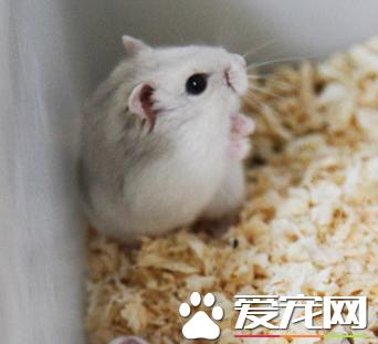 仓鼠可以沙浴么,奶茶仓鼠为什么不玩跑轮