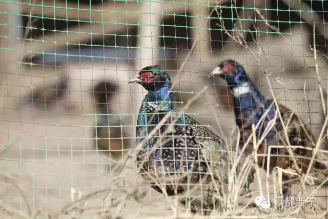 大通贫困村,大通县最穷的三个乡