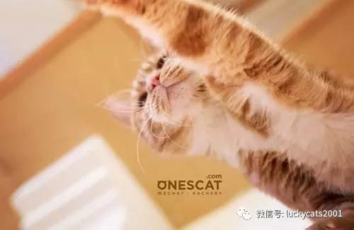 会拍猫的都是好小伙｜你说这些猫咪这么美，我说是的！