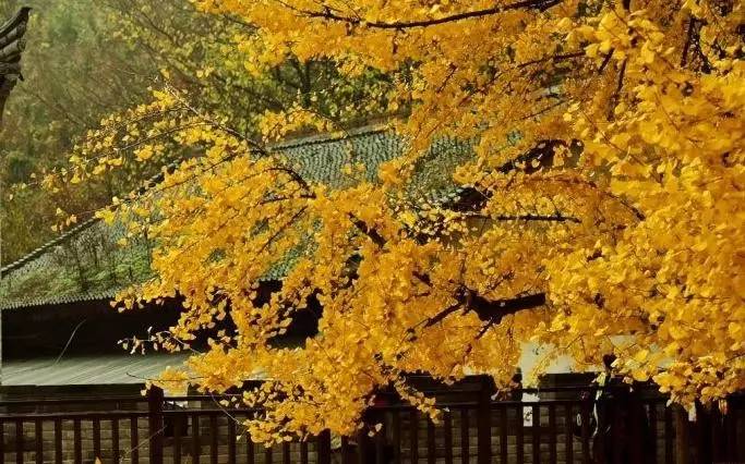 「词风雅韵」涧中石｜故人何在？一叶孤舟，烟水茫茫