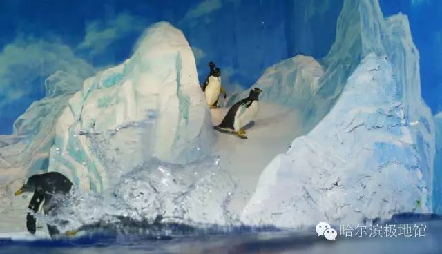 哈尔滨公交卡的优惠政策,哈尔滨公交卡1000元太多怎么办