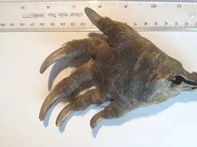 狼人进化史,关于狼人的变异视频