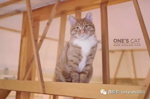 会拍猫的都是好小伙｜你说这些猫咪这么美，我说是的！