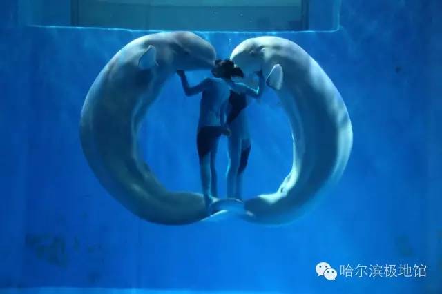 哈尔滨公交卡的优惠政策,哈尔滨公交卡1000元太多怎么办