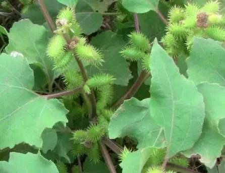 ‍‍‍如东路边42种草，天天踩它，却不知道它们好值钱~