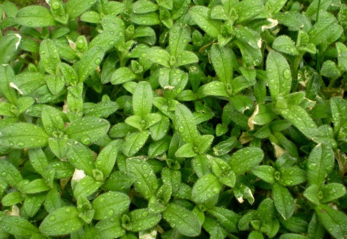 客家人常见的野果,环球客家