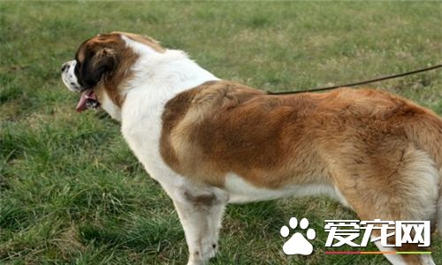 大白熊圣伯纳中亚牧羊犬哪个大,中亚牧羊犬圣伯纳犬谁的体型更大