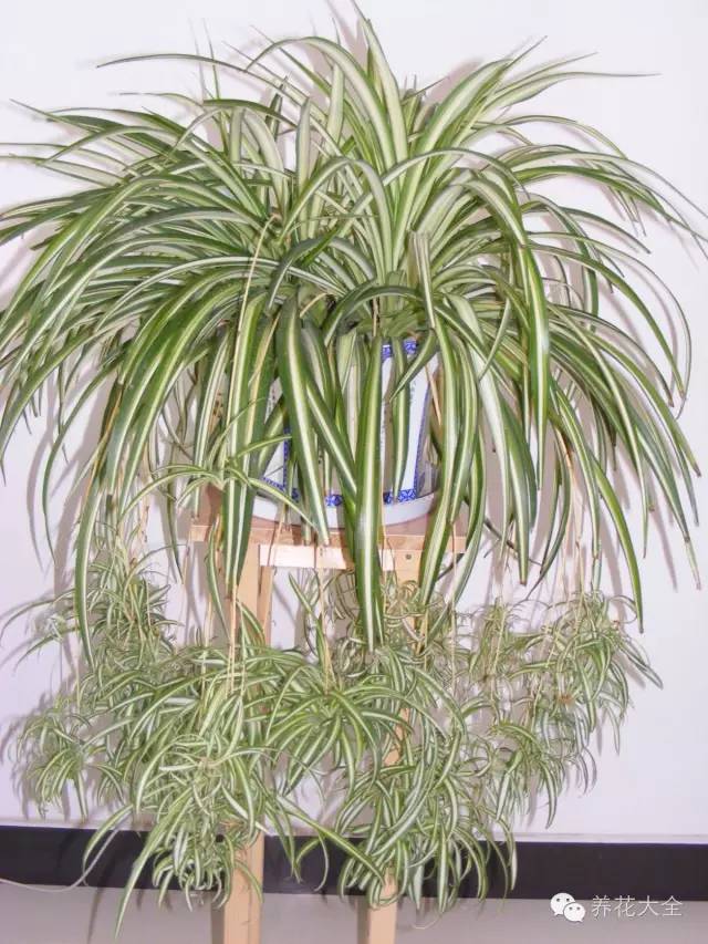 吊兰妙招,学会这四招轻松把花养得枝繁叶茂